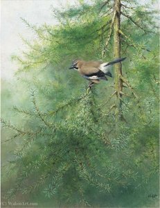 A jay on a branch