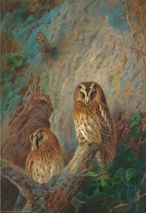 Tawny Owls — Archibald Thorburn