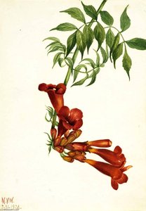Trumpet Creeper (bignonia Radicans) — Mary Vaux Walcott