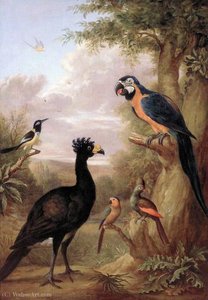 Various Types of Birds (with a Black Bird and a Parrot)