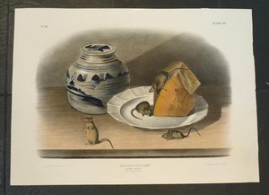 Common Mouse — John James Audubon
