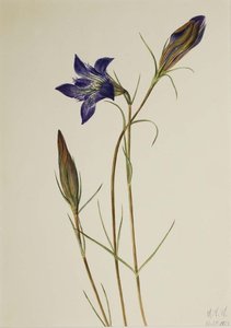 Pinebarren Gentian (gentiana Porphyrio) — Mary Vaux Walcott