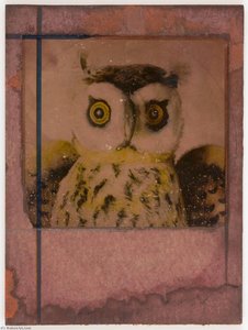 Untitled (close Up Of Owl) — Joseph Cornell