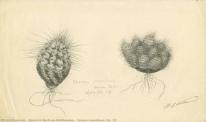 Cereus conoideus, No. 10