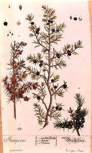 Juniper Plate — Elizabeth Blackwell