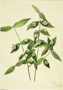 Strawberry Bush (euonymus Americanus) — Mary Morris Vaux Walcott