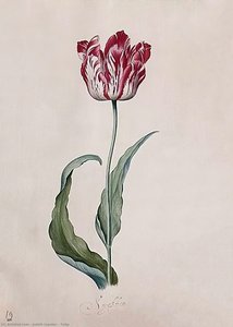Tulip — Judith Jans Leyster