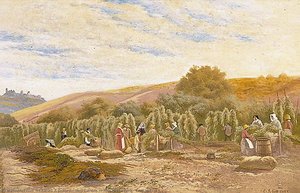 Hop Garden in Alexandra Park, East Sussex