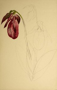 Untitled (unfinished Sketch) — Mary Vaux Walcott
