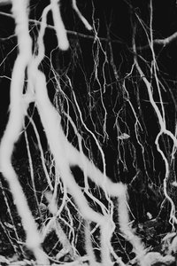 Root — Chaokun Wang