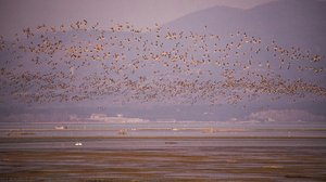 Wild Geese At The Mouth Of The Isonzo — Alan Morassut