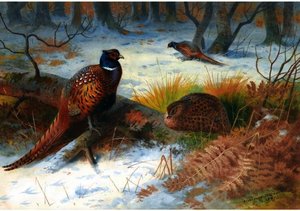 Pheasants In The Snow — Archibald Thorburn, Realism