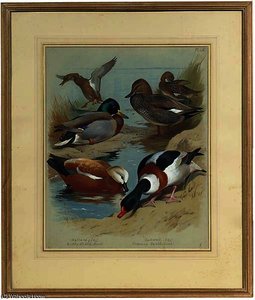 Mallard, Gadwall, Ruddy Shelduck, Common Shelduck — Archibald Thorburn