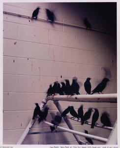 Starling Research Lab, Flying Room. National Wildlife Research Center. Fort Collins, Colorado