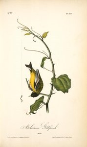 Arkansaw Goldfinch. Male — John James Audubon