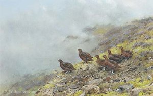 Red Grouse On A Scottish Moor — George Edward Lodge