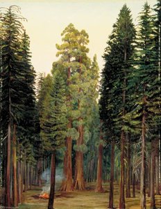 Blick In Den Calaveras-hain Der Mammutbäume, Kalifornien — Marianne North, Naturalismus
