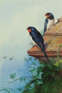 Swallows On An Ivy-covered Roof — Archibald Thorburn