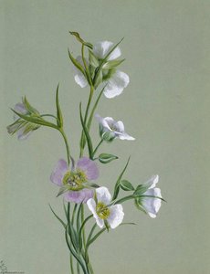 On The Road To Monument — Mary Vaux Walcott