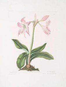 Amaryllis Steilatafolia — Robert Havell
