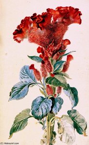 Red cockscomb Sun
