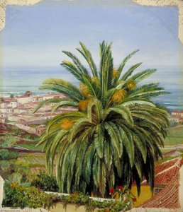 Blick Auf Puerto De Orotava, Teneriffa, Vom Sitio Del Pardo — Marianne North