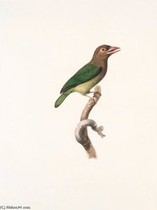 Megalaima Zeylanica — Jacques Barraband