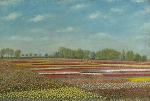 Bulbfields at Newton, Norfolk