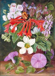 Group Of Natal Flowers — Marianne North