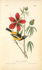 Common Troupial. Male — John James Audubon