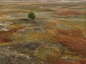 Autumn Grasses — Andrew Lambdin Moore, Contemporary Realism