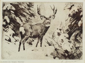 Mule Deer — Carl Clemens Moritz Rungius
