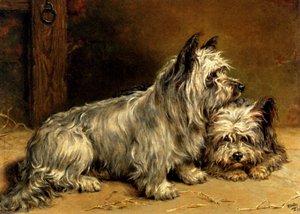 Two terriers