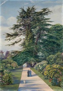 Zedernpfad, Alderley Garden, Gloucestershire — Marianne North