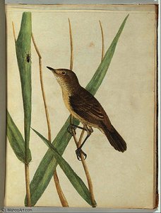 Reed warbler