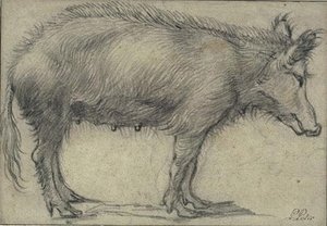 Etude De Truie, Vue De Profil — Paulus Potter