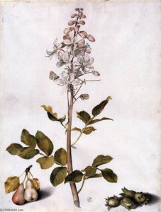 Branch Of Dittany With Four Hazelnuts And Two Pears — Giovanna Garzoni, Baroque