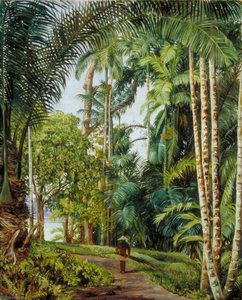Walk Under Palms With A Glimpse Of The River At Sarawak, Borneo — Marianne North, Victorian Botanical Illustration