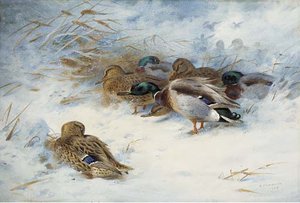 Mallard In The Snow — Archibald Thorburn