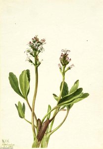 Bogbean (menyanthes Trifoliata) — Mary Vaux Walcott