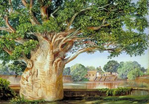Baobab Africano En El Jardín De La Princesa En Tanjore, India — Marianne North