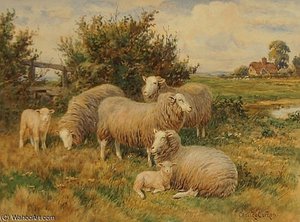 Sheep — Claude Cardon