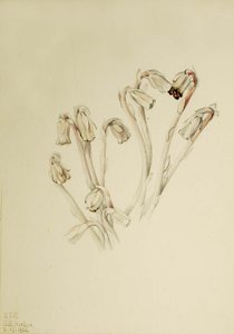 Indian Pipe (monotropa Uniflora) — Mary Vaux Walcott