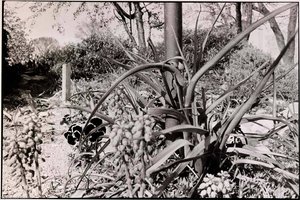 Nature Vi, Washington, D.c — John Ralph Gossage