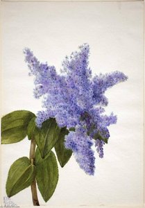 California Lilac (ceanothus Thyrsiflorus) — Mary Vaux Walcott