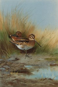 Snipe At The Water's Edge — Archibald Thorburn