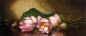 Egyptian Lotus Blossom — Martin Johnson Heade