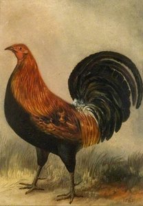 Cockerel — John Vine