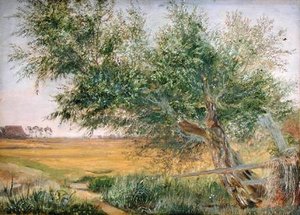 The Old Tree