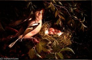 A Chaffinch at its Nest